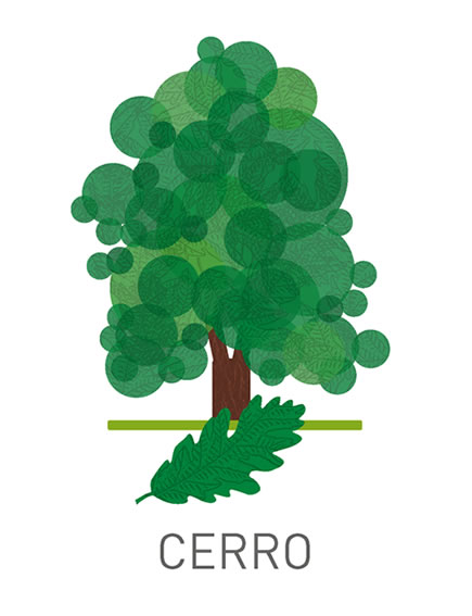 Cerro – Quercus cerris L.